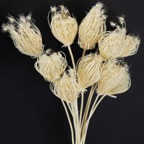 Prodotto Fiori secchi crema di finocchio sbiancato 45cm mazzo 10 pezzi