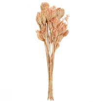 Prodotto Decorazione fiori secchi finocchio salmone L50cm Ø4-5cm 100g