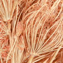 Prodotto Decorazione fiori secchi finocchio salmone L50cm Ø4-5cm 100g