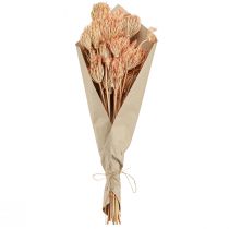Prodotto Decorazione fiori secchi finocchio salmone L50cm Ø4-5cm 100g