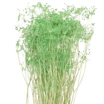 Prodotto Fiori secchi Umbellifera Verde 70-80cm 150g