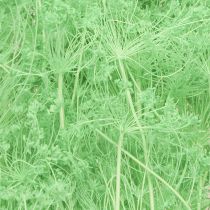 Prodotto Fiori secchi Umbellifera Verde 70-80cm 150g