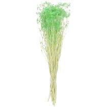 Prodotto Fiori secchi, ombrellifere, verdi, 70-80 cm, 150 g