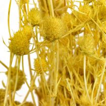 Fiori Secchi Cardo Secco Giallo Cardo Fragola 100g