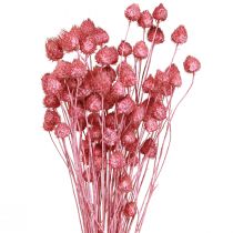 Prodotto Fiori secchi cardo selvatico rosa secco cardo fragola tinto 50 cm 100 g