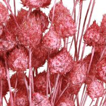 Prodotto Fiori secchi cardo selvatico rosa secco cardo fragola tinto 50 cm 100 g