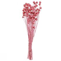 Prodotto Fiori secchi cardo selvatico rosa secco cardo fragola tinto 50 cm 100 g