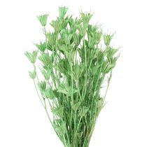 Prodotto Fiori secchi cumino nero nigella verde 50cm 100g