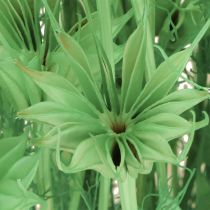 Prodotto Fiori secchi cumino nero nigella verde 50cm 100g