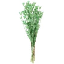Prodotto Fiori secchi cumino nero nigella verde 50cm 100g