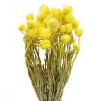 Prodotto Fiori secchi fiori di paglia fiori di paglia gialli H42cm
