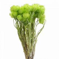 Prodotto Fiori secchi fiori di paglia fiori di paglia verde chiaro H42cm