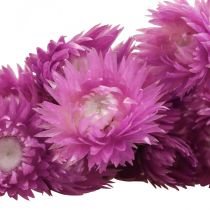 Prodotto Fiori secchi Fiori a cappello Fiori di paglia viola H42cm