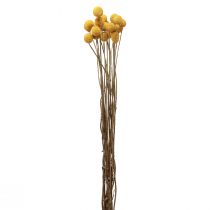 Prodotto Fiori secchi Craspedia essiccati, bacchette gialle 50 cm 20 pz