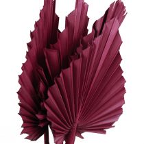 Prodotto Decorazione di fiori secchi, lancia di palma vino secco rosso 37 cm 4 pezzi