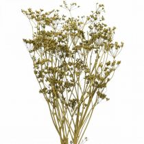 Prodotto Fiori secchi decorazione verde cumino vero 55 cm mazzo da 5 pz