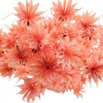 Prodotto Fiori essiccati cumino nero Nigella essiccati rosa antico 100g