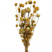 Bouquet di fiori secchi carciofo fragola cardo al naturale 40-55cm 100g