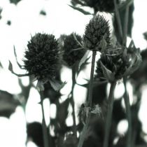 Fiori secchi di cardo selvatico fragola nera 100g