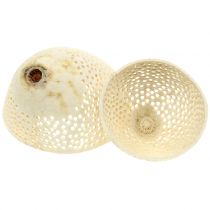 Prodotto Frutta secca Campana Coppa sbiancata Funerale Floristica 8.5-11cm 10 Pz