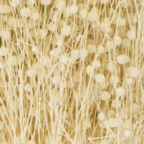 Prodotto Erba di lino essiccata, sbiancata al naturale, 50-55 cm, 180 g