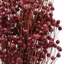 Prodotto Erba secca Lino essiccato Rosa antico H50–55 cm 80 g