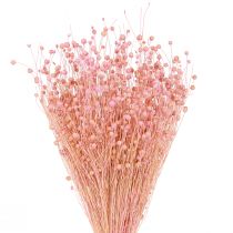 Prodotto Erba secca Lino essiccato Rosa chiaro H50–55 cm 80 g