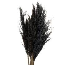 Prodotto Erba secca, erba di canna, nera, 70 cm, tendenza decorativa, 10 pezzi