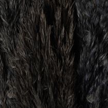 Prodotto Erba secca, erba di canna, nera, 70 cm, tendenza decorativa, 10 pezzi