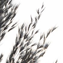 Prodotto Erba secca, erba di canna, nera, 70 cm, tendenza decorativa, 10 pezzi