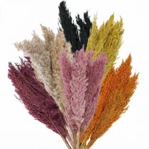 Prodotto Erba secca carice essiccata vari colori 70cm 10 pz