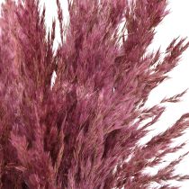 Prodotto Erba di canna essiccata, erba decorativa essiccata, rosa antica, 75 cm, 10 pezzi