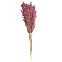Prodotto Erba di canna essiccata, erba decorativa essiccata, rosa antica, 75 cm, 10 pezzi