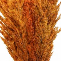 Prodotto Erba secca carice Erba decorativa essiccata arancione 70 cm 10 pz