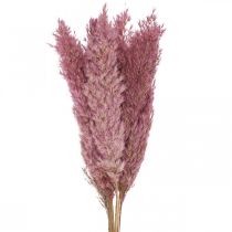 Erba secca Erba di carice erba decorativa essiccata rosa 70 cm 10 pezzi