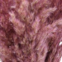 Erba secca Erba di carice erba decorativa essiccata rosa 70 cm 10 pezzi