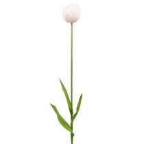 Tulipano bianco-rosa 86cm 3pz