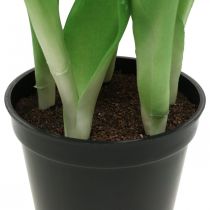 Prodotto Tulipano rosa, verde in vaso Pianta artificiale in vaso Tulipano decorativo H23cm