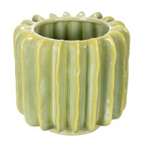 Prodotto Vaso per cactus, ciotola ideale per accenti esotici per la casa, 16 cm