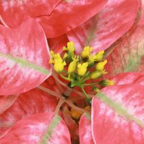 Prodotto Stella di Natale artificiale rosso rosa L35 cm 6 pezzi 2 mazzi