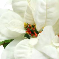 Poinsettia Bouquet bianco 52cm
