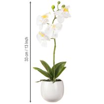 Prodotto Fiori artificiali di orchidea bianca in vaso Phalaenopsis H33cm
