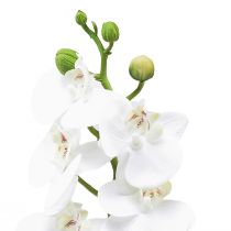 Prodotto Orchidea artificiale bianca Phalaenopsis Real Touch 32 cm