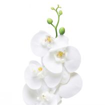 Prodotto Orchidea artificiale bianca Phalaenopsis Real Touch 85 cm