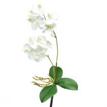 Prodotto Orchidea bianca su plettro Phalaenopsis artificiale Real Touch 39 cm