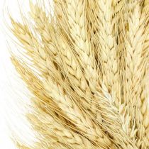 Corona naturale, corona di grano, corona di grano, corona di grano 30cm