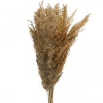 Prodotto Erba secca carice decorazione naturale secca 75 cm 10 pz