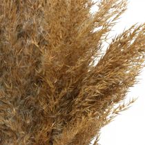 Prodotto Erba secca carice decorazione naturale secca 75 cm 10 pz