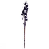 Prodotto Cardo selvatico Fiori secchi Cardo cardo viola 55 cm 10 teste