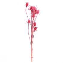 Prodotto Decorazione di cardo selvatico essiccato, cardi rosa, 53 cm, 10 teste